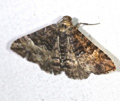 Aporoctena scierodes