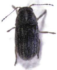 Choraginae