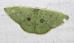 Comostola leucomerata