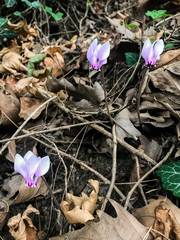 Cyclamen