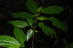 Boehmeria ulmifolia