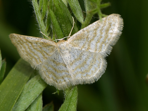 Idaea pallidata (Denis & Schiffermüller), 1775