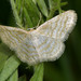 Idaea pallidata - Photo (c) Paolo Mazzei, some rights reserved (CC BY-NC), uploaded by Paolo Mazzei