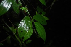 Boehmeria ulmifolia