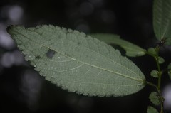 Boehmeria ulmifolia