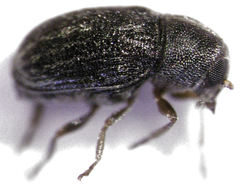 Choraginae