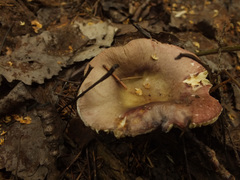 Russula integra