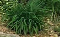 Hakonechloa macra iNat (3)