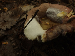 Russula integra