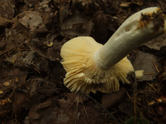 Russula integra