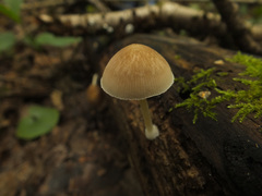 Pluteus semibulbosus