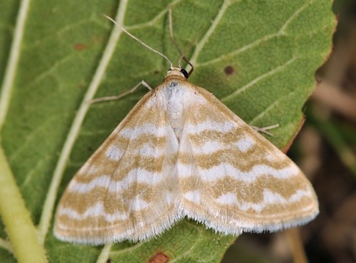 Idaea sericeata