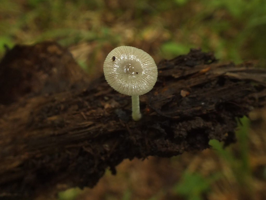 Bolbitius pluteoides