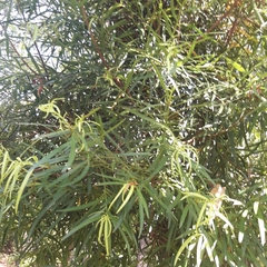 Podocarpus salignus