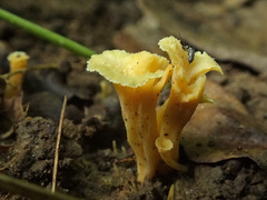 Craterellus luteus