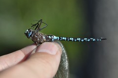 Aeshna caerulea