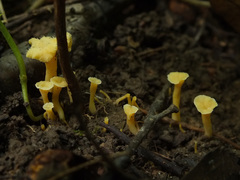 Craterellus luteus