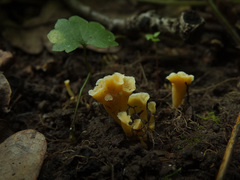 Craterellus luteus