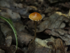 Conocybe brunnea