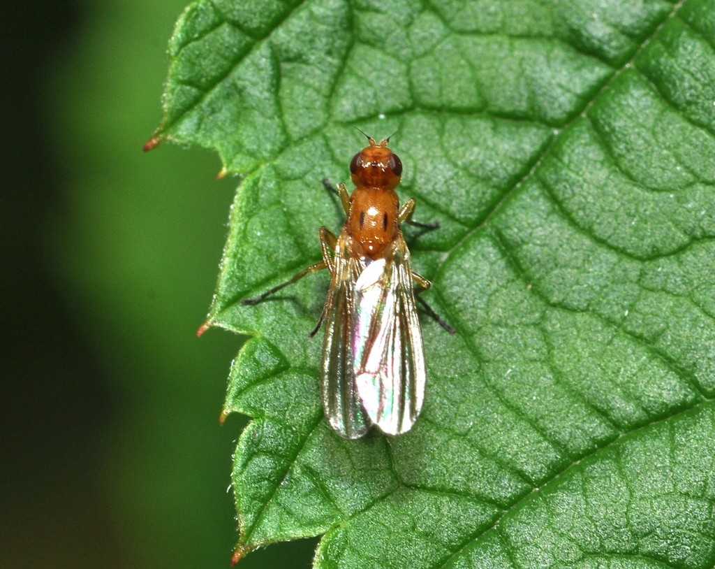 Psilosoma
