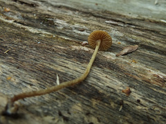 Conocybe brunnea
