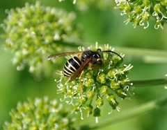 Dolichovespula norwegica
