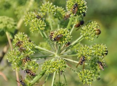 Dolichovespula norwegica