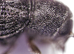Choraginae