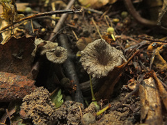 Cantharellus cinereus image