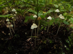 Mycena amicta