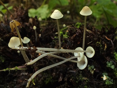 Mycena amicta