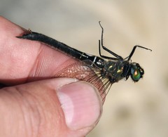 Somatochlora alpestris