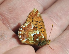 Boloria aquilonaris
