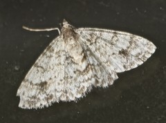 Myrioblephara desumpta