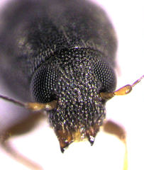 Choraginae