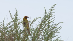 Emberiza bruniceps