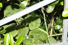 Pelargonium vitifolium