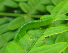 Strongylogaster filicis