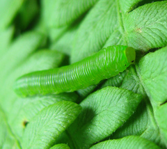 Strongylogaster filicis