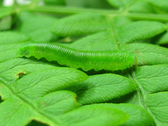 Strongylogaster filicis