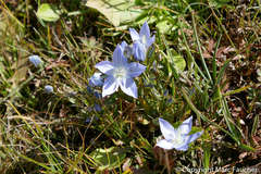 Lomatogonium carinthiacum
