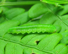 Strongylogaster filicis