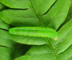 Strongylogaster filicis