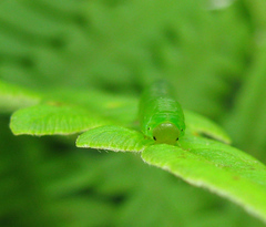 Strongylogaster filicis