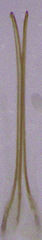 Choraginae