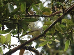 Vireo leucophrys
