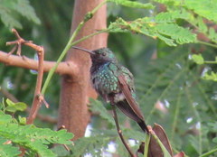 Chrysuronia coeruleogularis