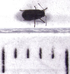 Choraginae