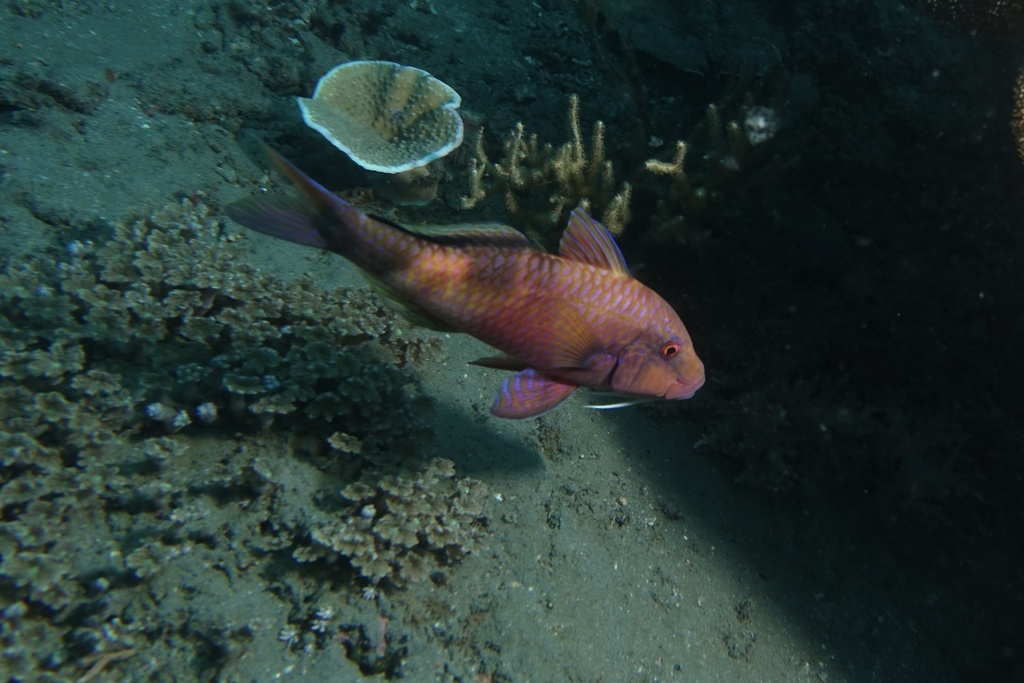 Manybar Goatfish from Timor, TL on June 11, 2023 at 12:51 PM by ...