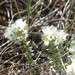 Paronychia cephalotes - Photo (c) Stefan.lefnaer, algunos derechos reservados (CC BY-SA)